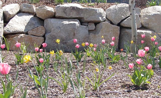 Spring Bulbs With Dry Stack Boulder Wall